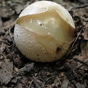 Настойка гриба Веселка