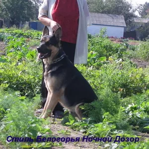 Щенки Восточно-европейской овчарки 