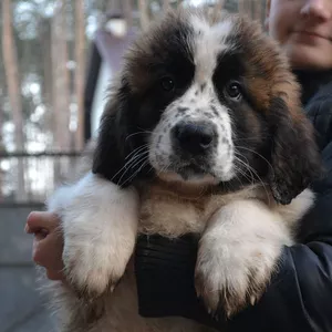 Шикарные щенки московской сторожевой!