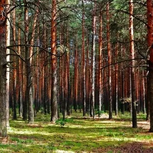 Продам дом в с.Плесецком  Васильковского р-н.