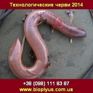 Технологические черви 2014 Рыбалка,  Биогумус