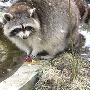 Енот Полоскун. Ручные малыши  купить можно у нас    
