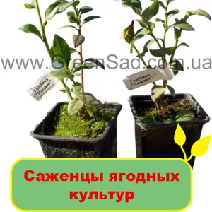 Саженцы ягодных культур