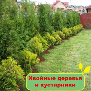 Хвойные деревья и кустарники