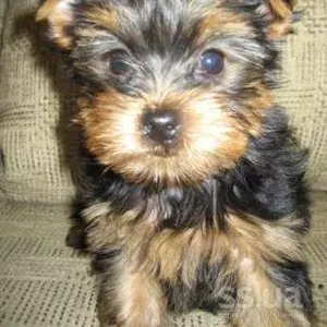 Есть для продажи великолепная девочка и мальчики Йоркширский терьер 