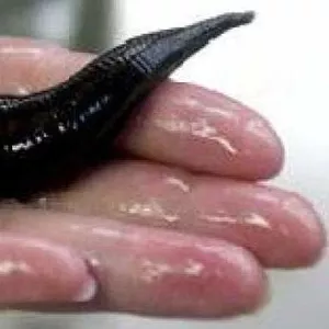 Пиявки медицинские сертифицированные