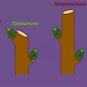 Удаление пней в Киеве,  корчевание пней,  вывоз