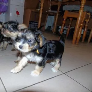 Йорки милашки ищут хозяев