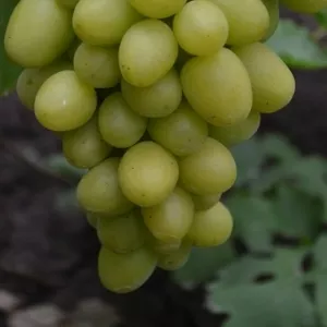 Купить саженцы винограда 
