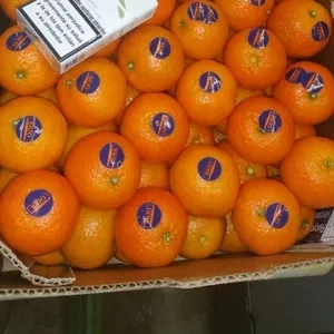 продаем мандарины из Испании - Овощи,  фрукты