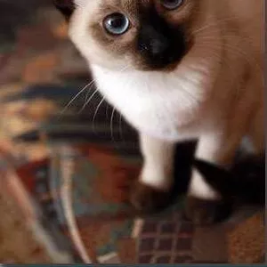 Сиамские не ориентальные (тайские) котята. от заводчика с документами