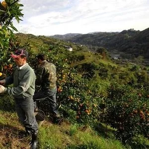 Сбор цитрусовых. Испания.