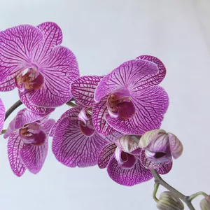 Ароматная орхидея!