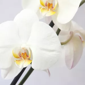 Белоснежная орхидея!