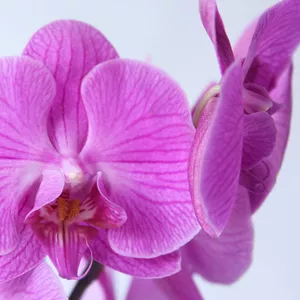 Орхидея ярко-фиолетовая!