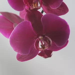 Орхидея со скидкой!