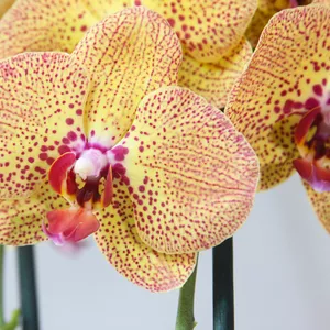 Яркая орхидея Charmer - 2 цветоноса!