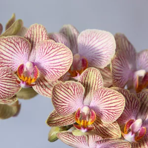 Орхидея мультифлора персиковая