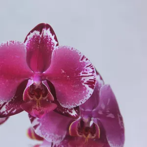 Орхидея Морозная вишня!