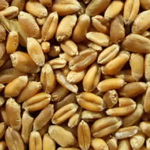 Пшениця (3 клас) - куплю. СРТ Миколаїв 160 доларів