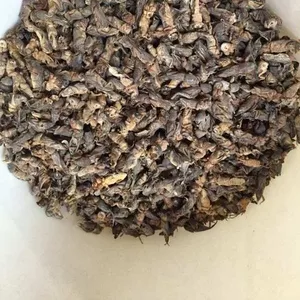 Сушеная азиатская медведка – панацея от туберкулеза