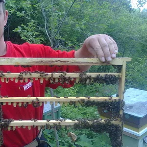 Продам БДЖОЛИНЕ маточне молочко