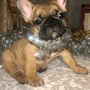 Лучший подарок к Новому Году-щенок французик!