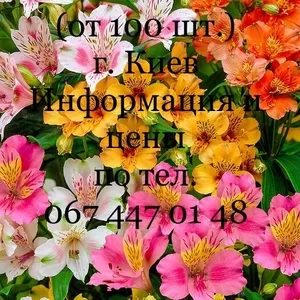 Альстромерия,  опт. от 100 шт.,  г. Киев