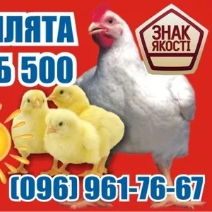 Супер Цыплята бройлер КОББ-500