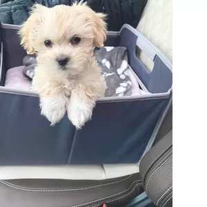 Домашні цуценята Sweet Maltipoo