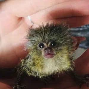 Обезьяна карликовая игрунка обезьянка мармозетка пигмей