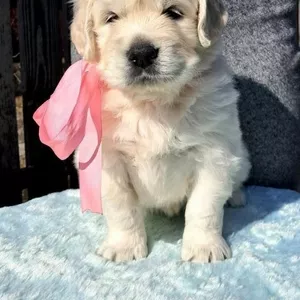 Элитные щенки золотистого ретривера – верные друзья и гордость вашей с