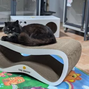 Котоготель у центрі Києва – турбота,  комфорт і любов для вашого улюбле