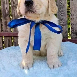 Ot Bahur цуценята золотистого ретрівера. 