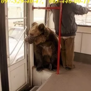 Ремонт вікон Київ,  регулювання дверей,  діагностика та терміновий ремонт ролет