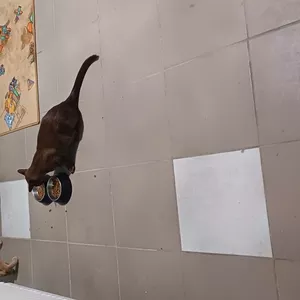 Гостиница для собак и котов в Киеве- собачий готель,  готель для котів