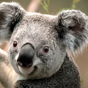  ДИЗАЙН СТУДИЯ «1 ПИКСЕЛЬ» — ВАШІ ІДЕЇ,  НАША ЯСКРАВА РЕАЛИЗАЦИЯ