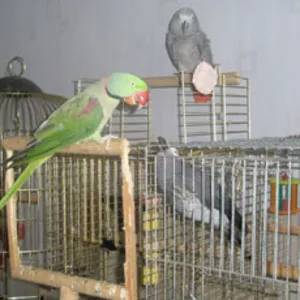 Клетки и вольеры для попугаев