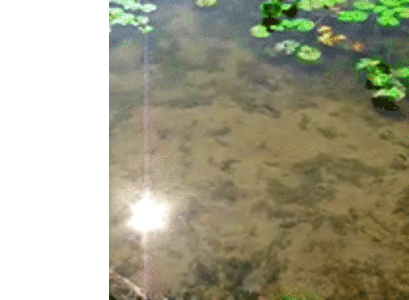 Чистим водоемы. Чистим бассейны. Чистим траншеи