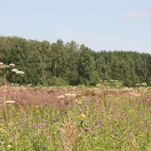 Продаю хошие земельные участки в Раменском районе (недорого,  собственник)