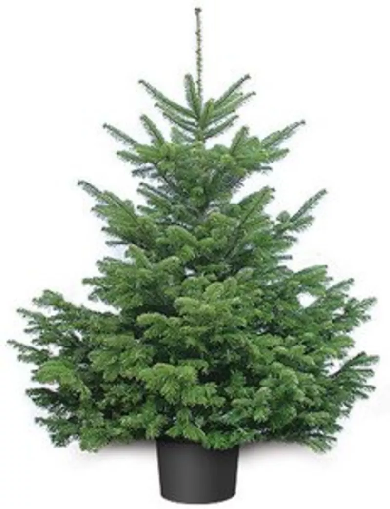 Ель колючая сизая (голубая ель) – формированные растения. 2