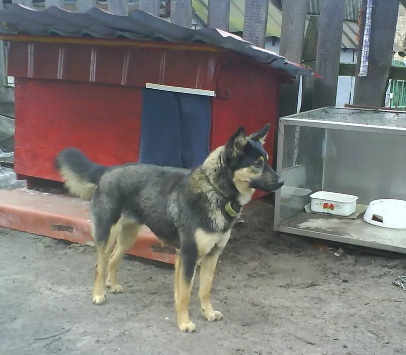 МИНИовчарка Пальма,   9, 5 мес. (стерилизована). Собака отдаётся  даром