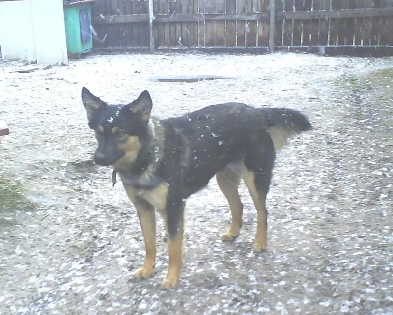 МИНИовчарка Пальма,   9, 5 мес. (стерилизована). Собака отдаётся  даром 2