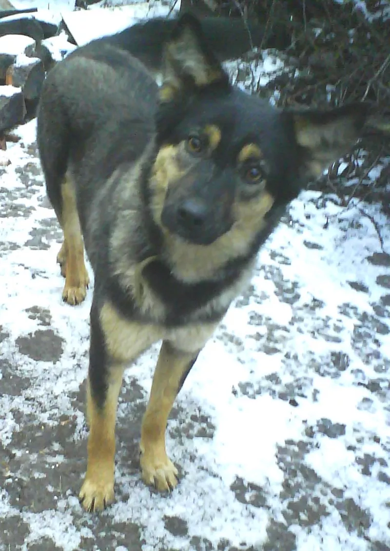 МИНИовчарка Пальма,   9, 5 мес. (стерилизована). Собака отдаётся  даром 3