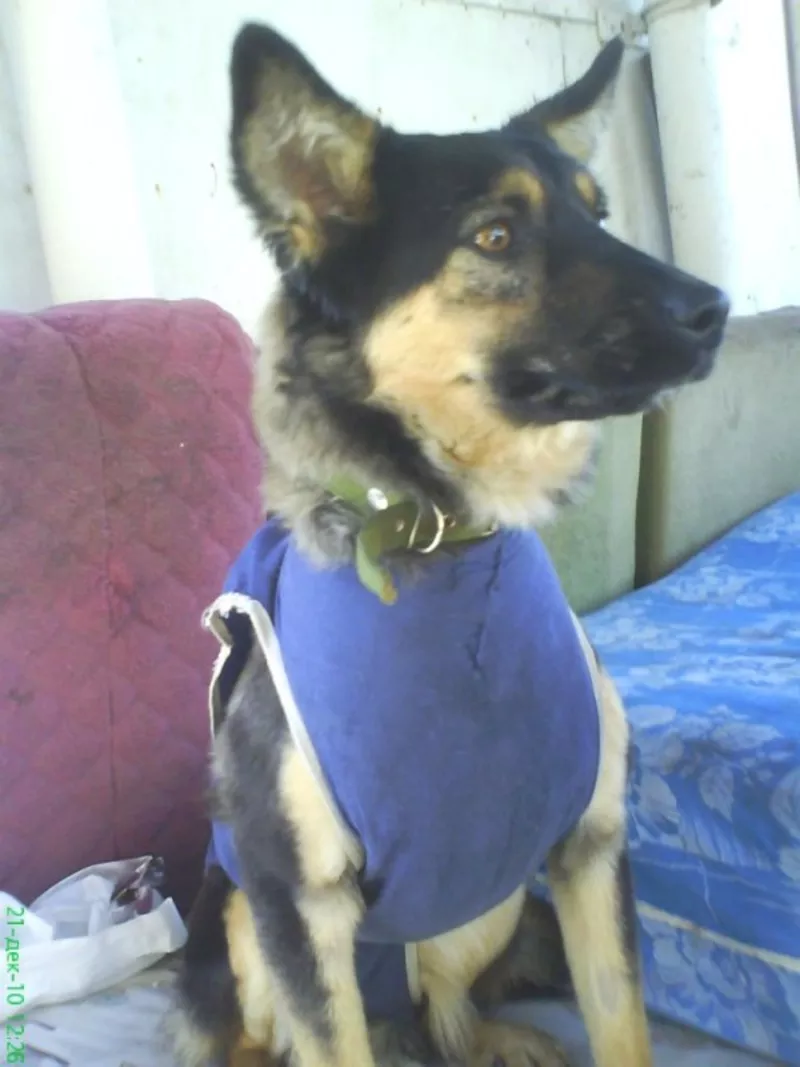 МИНИовчарка Пальма,   9, 5 мес. (стерилизована). Собака отдаётся  даром 4