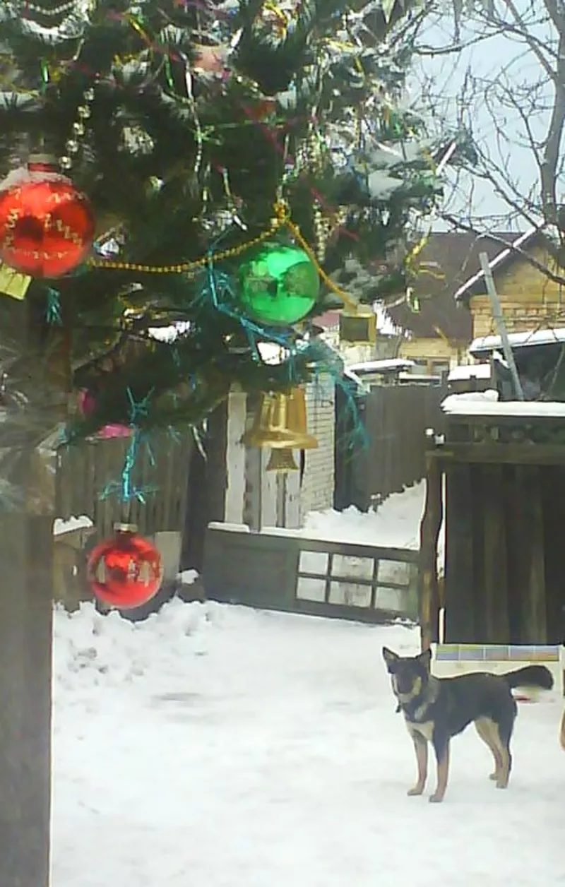 МИНИовчарка Пальма,   9, 5 мес. (стерилизована). Собака отдаётся  даром 5