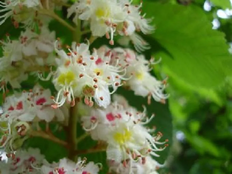 Лечение онкологии,  остеохондроз,  иммунная система,  зрение,  бесплодие,  