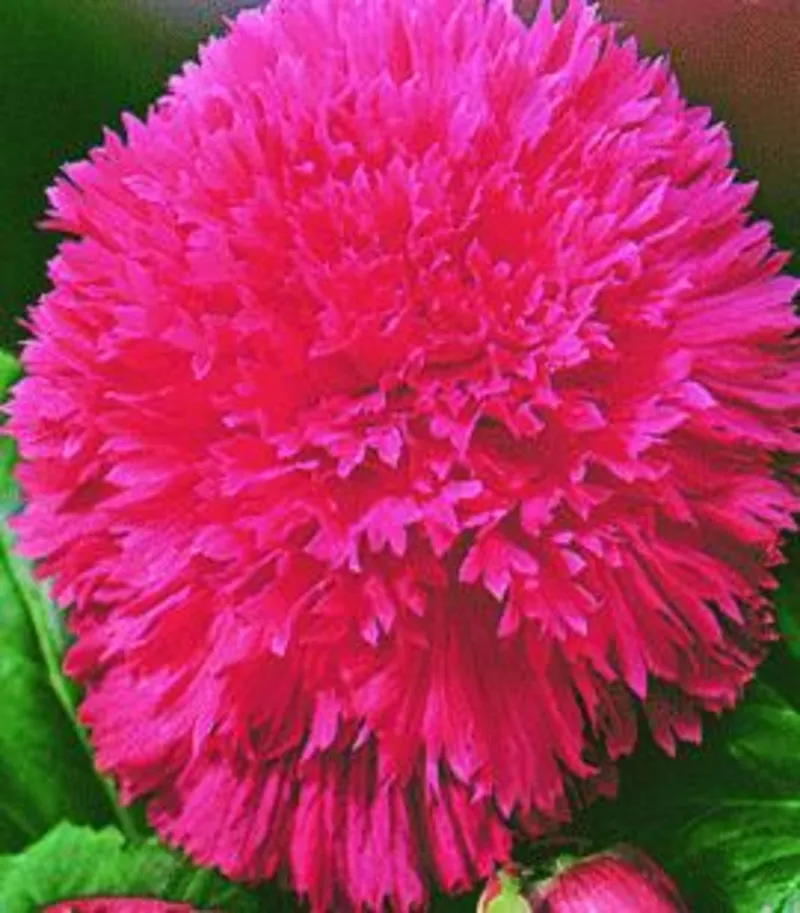 Продаем клубни бегонии.