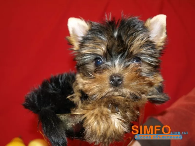 йоркширский терьер