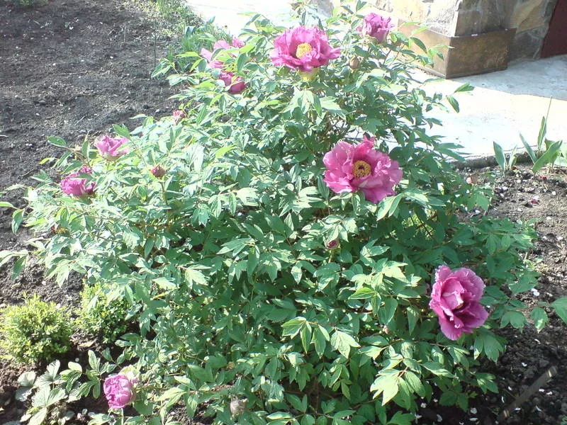 Пион древовидный   Paeonia suffruticosa